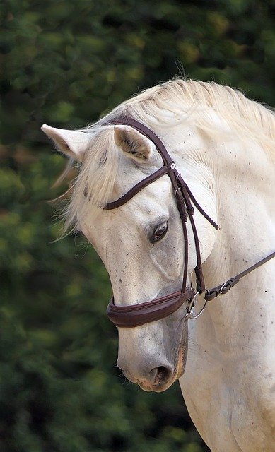 Free download horse white head horse head free picture to be edited with GIMP free online image editor