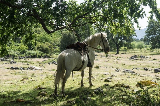 Free picture Horse White Riding -  to be edited by GIMP free image editor by OffiDocs