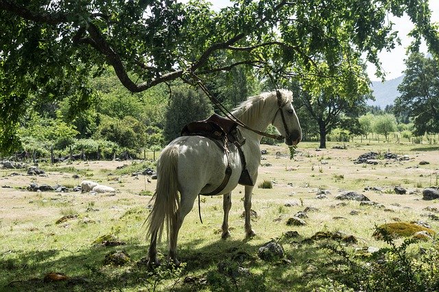 Descarga gratuita Horse White Riding: foto o imagen gratuita para editar con el editor de imágenes en línea GIMP