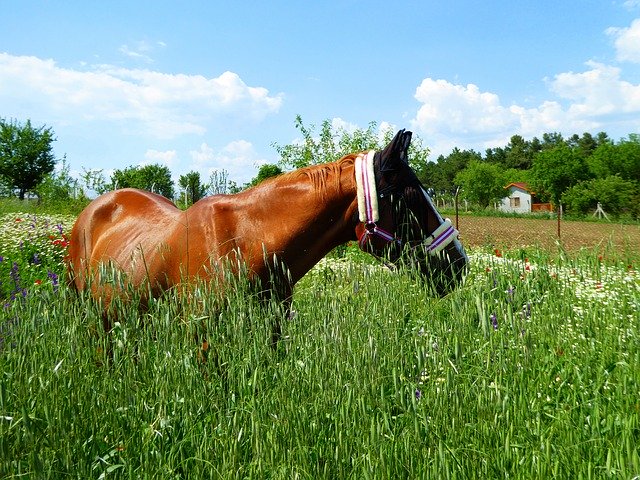 Download gratuito Horse Wiesem Idyll Landscape - foto o immagine gratuita da modificare con l'editor di immagini online di GIMP