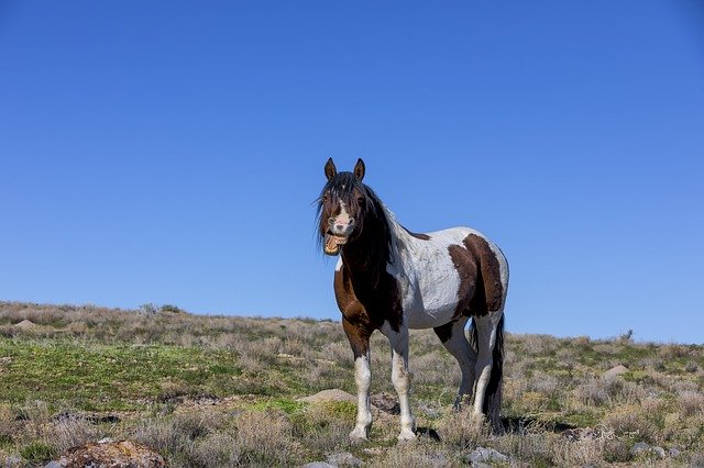 ดาวน์โหลดฟรี Horse Wild Animal - ภาพถ่ายหรือรูปภาพฟรีที่จะแก้ไขด้วยโปรแกรมแก้ไขรูปภาพออนไลน์ GIMP