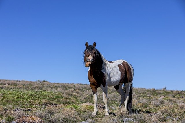 Free download Horse Wild Animal -  free photo or picture to be edited with GIMP online image editor