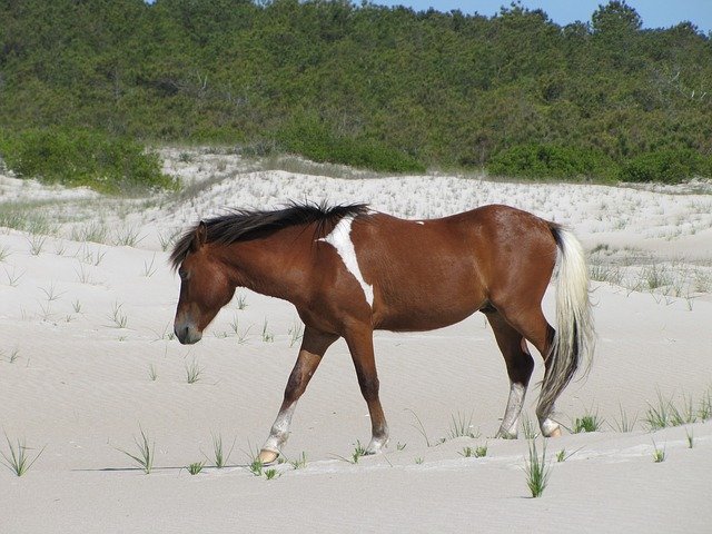 Descărcare gratuită Horse Wild Assateague Island - fotografie sau imagini gratuite pentru a fi editate cu editorul de imagini online GIMP