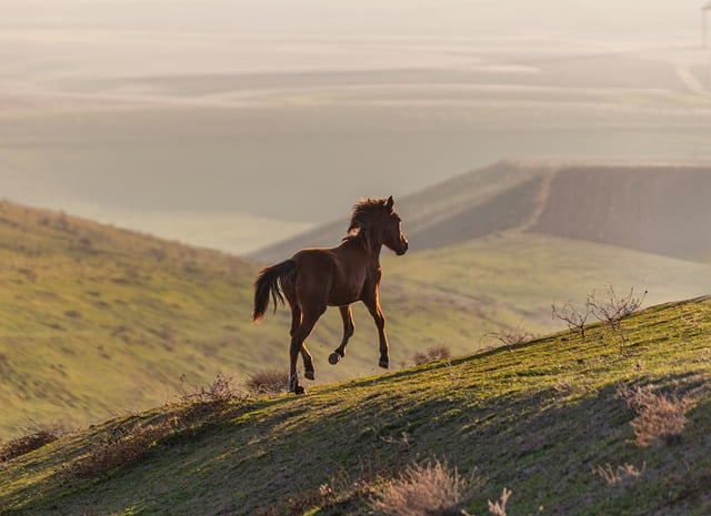 Free download horse wild horse sunset hills free picture to be edited with GIMP free online image editor