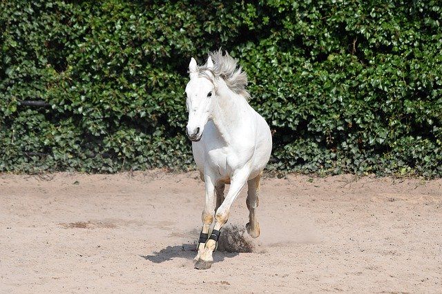 Скачать бесплатно Horse Wild Pony - бесплатное фото или изображение для редактирования с помощью онлайн-редактора изображений GIMP
