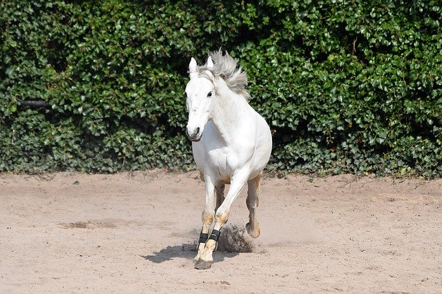 Download grátis Horse Wild Pony - foto ou imagem grátis para ser editada com o editor de imagens online GIMP