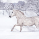 Horse winter snow running  screen for extension Chrome web store in OffiDocs Chromium