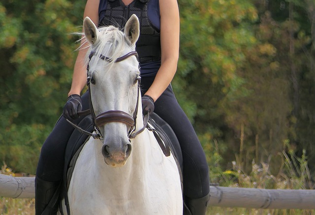 Free download horse young lady horse riding trees free picture to be edited with GIMP free online image editor