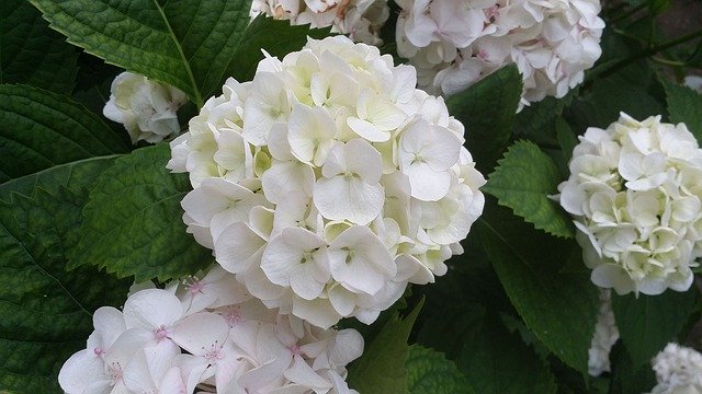 Free download Hortensia Hydrangea Fio -  free photo or picture to be edited with GIMP online image editor