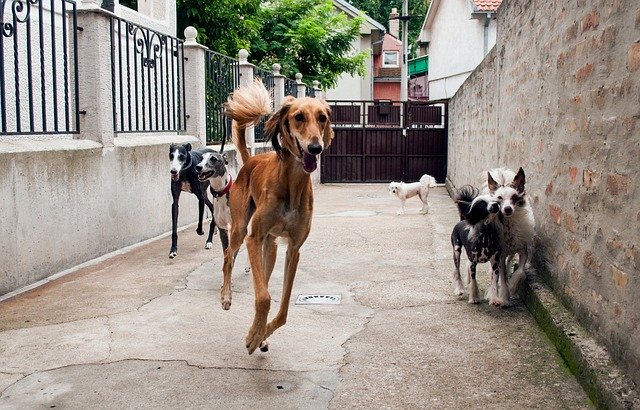 Gratis download Hounds Playing Sighthounds Galgo - gratis foto of afbeelding om te bewerken met GIMP online afbeeldingseditor