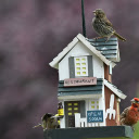 House and birds  screen for extension Chrome web store in OffiDocs Chromium