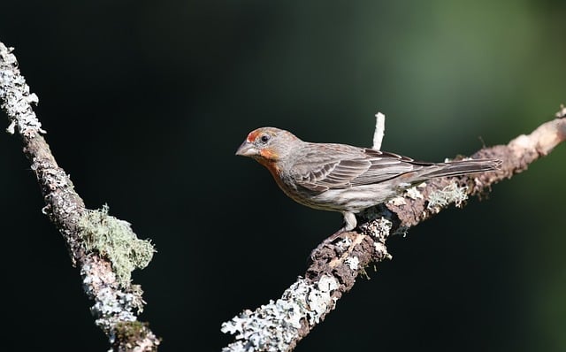 Free download house finch bird nature wildlife free picture to be edited with GIMP free online image editor