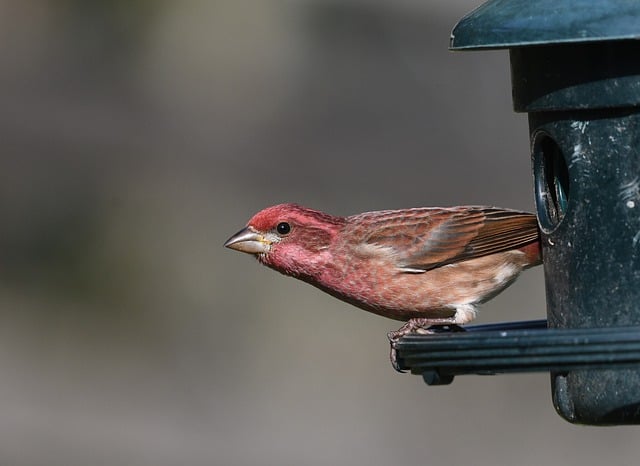 Free download house finch birdphotography birds free picture to be edited with GIMP free online image editor