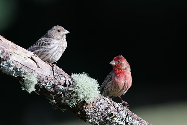 Free download house finches nature bird finch free picture to be edited with GIMP free online image editor