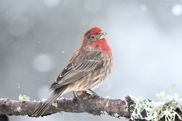 Free graphic house finch male injure one eyed to be edited by GIMP free image editor by OffiDocs
