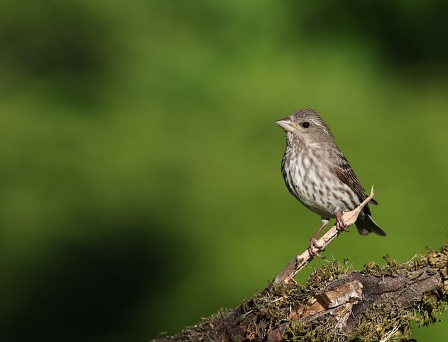 Free download house finch nature bird wildlife free picture to be edited with GIMP free online image editor