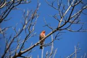 Free download House Finch on Branch free photo or picture to be edited with GIMP online image editor