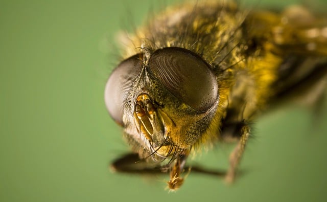 Free download housefly fly bug compound eye free picture to be edited with GIMP free online image editor