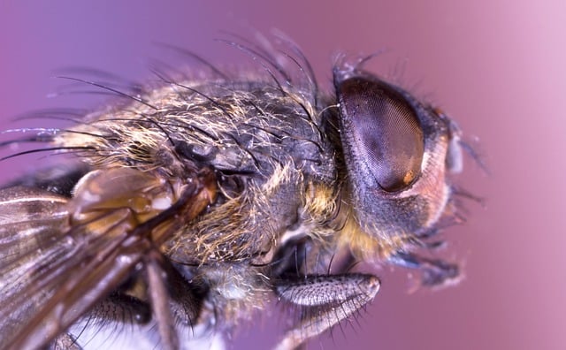 Free download housefly fly bug insect macro free picture to be edited with GIMP free online image editor