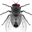 house fly wallpaper  screen for extension Chrome web store in OffiDocs Chromium