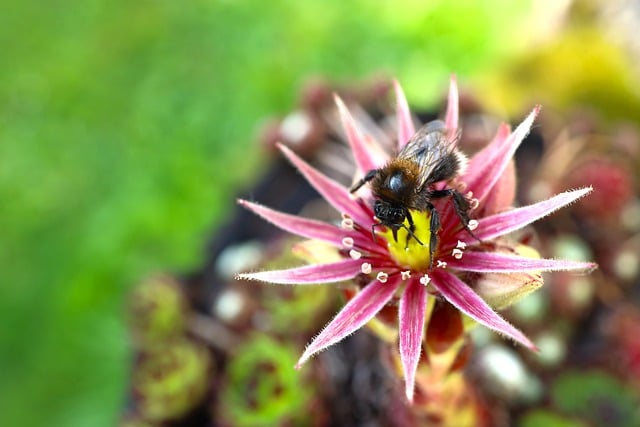 Free download houseleek bumblebee close up free picture to be edited with GIMP free online image editor