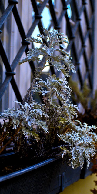 ດາວໂຫລດໄດ້ຟຣີ houseplants potted plant windows ຮູບຟຣີທີ່ຈະແກ້ໄຂດ້ວຍ GIMP ບັນນາທິການຮູບພາບອອນໄລນ໌ຟຣີ