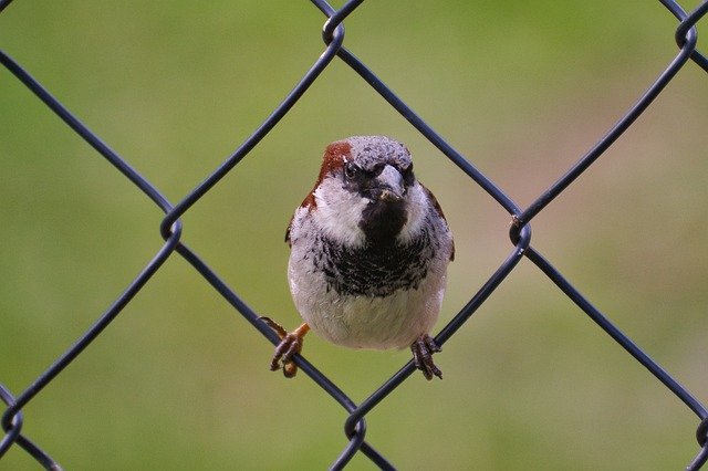 Free picture House Sparrow Bird -  to be edited by GIMP free image editor by OffiDocs