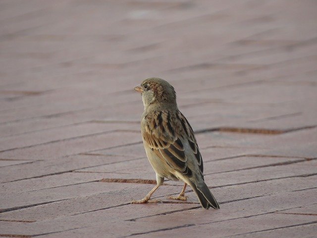 Download grátis House Sparrow Bird Feather - foto ou imagem gratuita a ser editada com o editor de imagens online GIMP