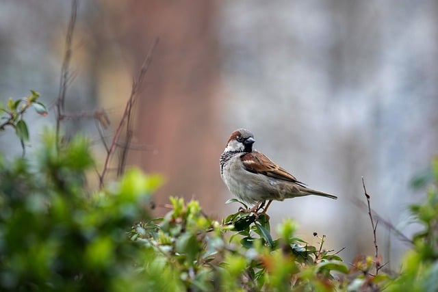 Free download house sparrow bird nature animal free picture to be edited with GIMP free online image editor