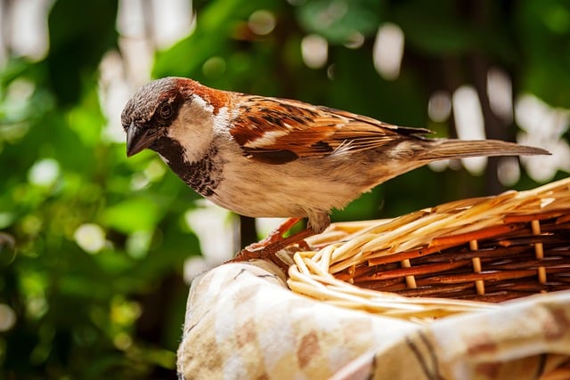 Free download house sparrow sparrow avian bird free picture to be edited with GIMP free online image editor