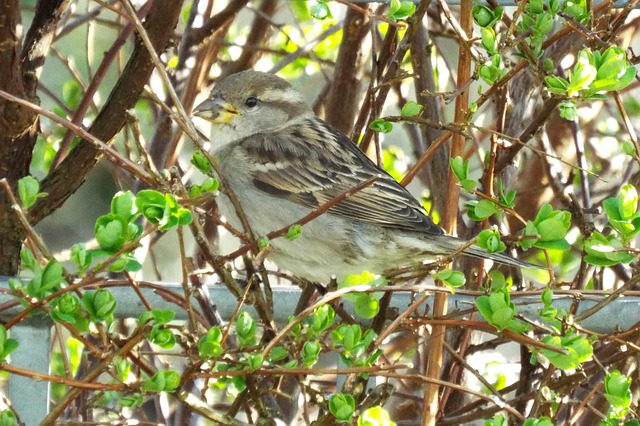 Free download house sparrow sparrow bird 1 one free picture to be edited with GIMP free online image editor
