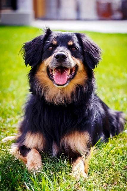 Free download hovawart dog pet animal puppy free picture to be edited with GIMP free online image editor