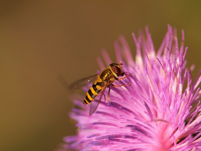 Free download Hoverfly Animal Insect -  free photo or picture to be edited with GIMP online image editor