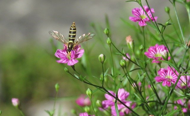 Bezpłatne pobieranie Hoverfly Bee Mimic Wings BabyS - bezpłatne zdjęcie lub obraz do edycji za pomocą internetowego edytora obrazów GIMP