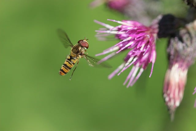 Free download hoverfly bug flower insect pollen free picture to be edited with GIMP free online image editor