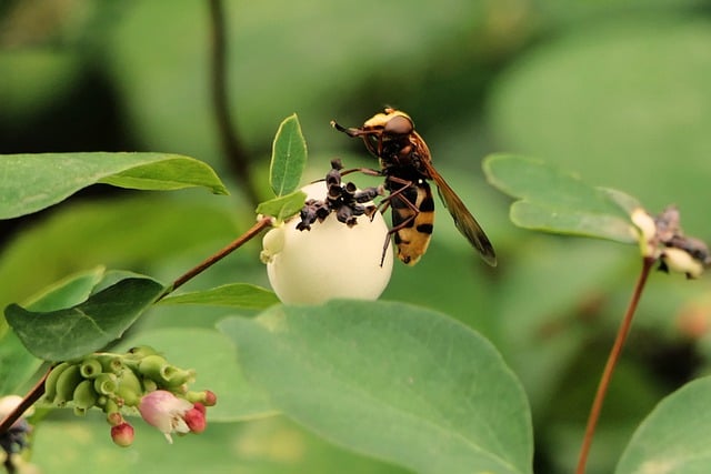 Бесплатно скачать hover fly flower fly syrphid fly бесплатное изображение для редактирования с помощью бесплатного онлайн-редактора изображений GIMP