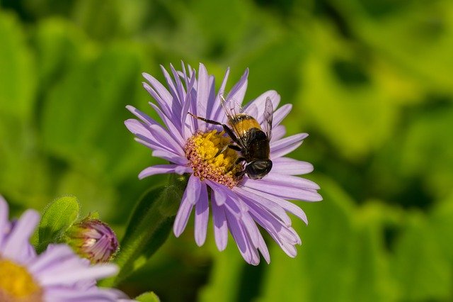 Free download Hoverfly Flowers Insects -  free photo or picture to be edited with GIMP online image editor