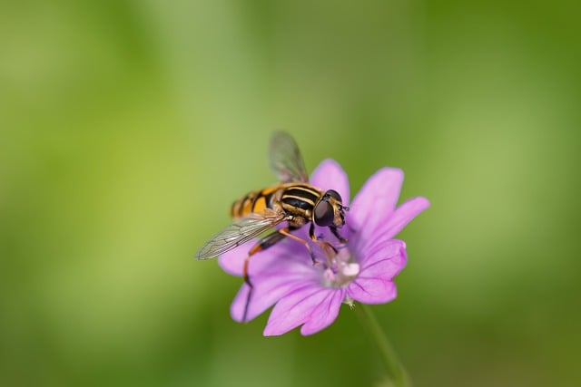 Free download hover fly fly flower insect free picture to be edited with GIMP free online image editor
