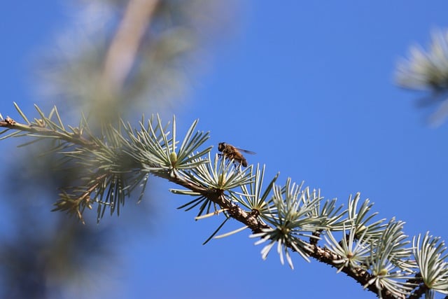 Free download hover fly fly insect spring macro free picture to be edited with GIMP free online image editor
