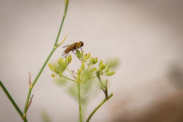 Free download hoverfly fly insect winged insect free picture to be edited with GIMP free online image editor