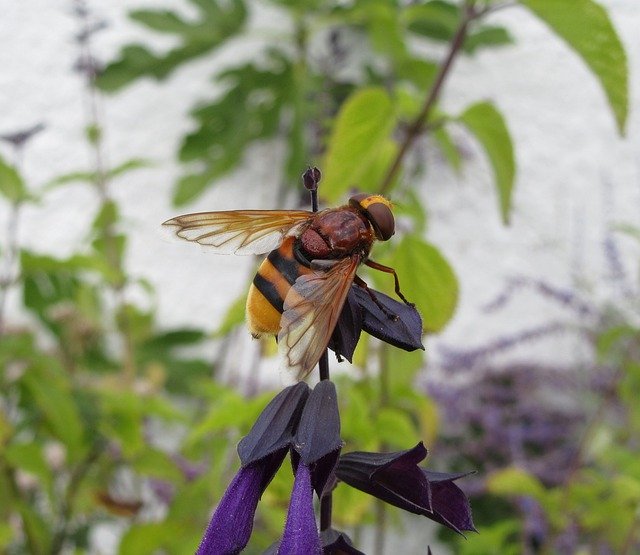 Free download Hoverfly Hornet Salvia -  free photo or picture to be edited with GIMP online image editor