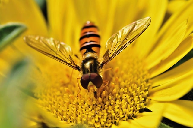 Free download hover fly insect flower flower fly free picture to be edited with GIMP free online image editor