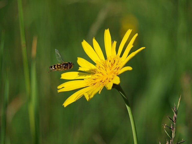 Free download Hoverfly Insect Nature -  free photo or picture to be edited with GIMP online image editor
