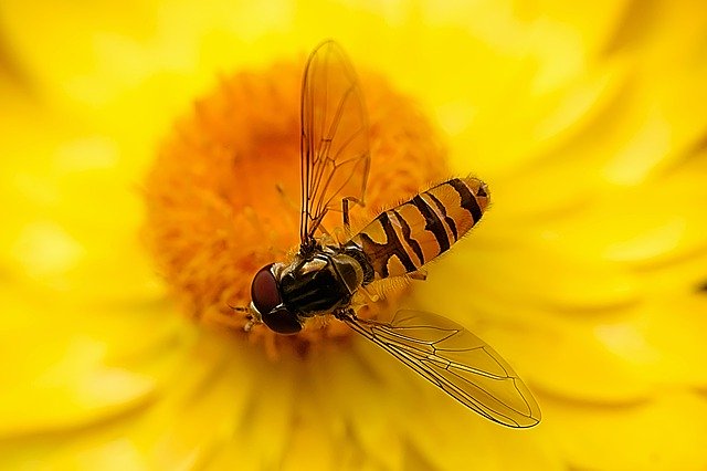 Free picture Hover Fly Insect Nature Close -  to be edited by GIMP free image editor by OffiDocs