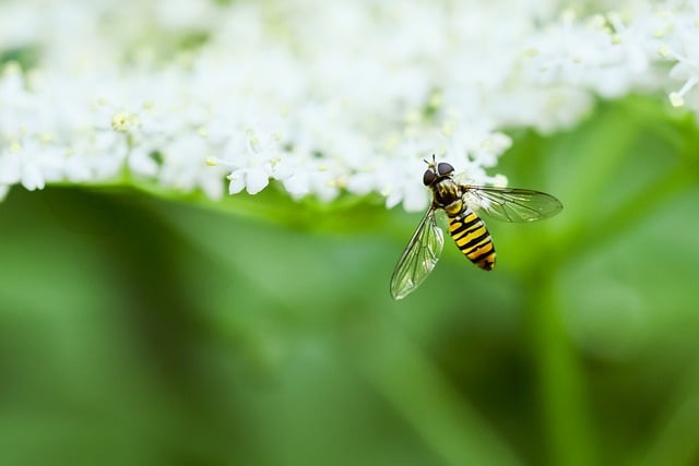 Free download hover fly insect nature close up free picture to be edited with GIMP free online image editor