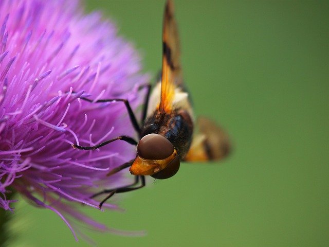 Free download Hoverfly Insect Nature Thistle -  free photo or picture to be edited with GIMP online image editor