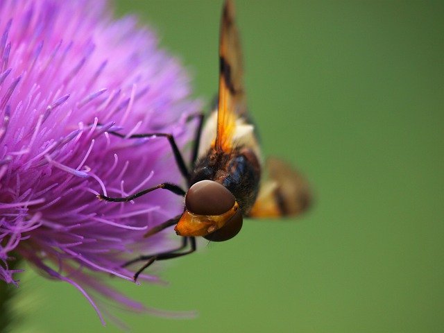 무료 다운로드 Hoverfly Insect Nature Thistle - 무료 사진 또는 GIMP 온라인 이미지 편집기로 편집할 수 있는 사진