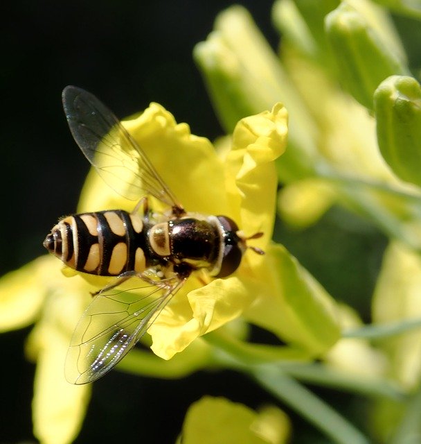 Libreng download Hoverfly Insect Pollen - libreng larawan o larawan na ie-edit gamit ang GIMP online na editor ng imahe