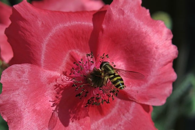 Free download hover fly poppy flower pollen free picture to be edited with GIMP free online image editor