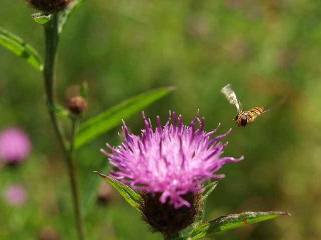 Free download Hover Fly Purple -  free photo or picture to be edited with GIMP online image editor